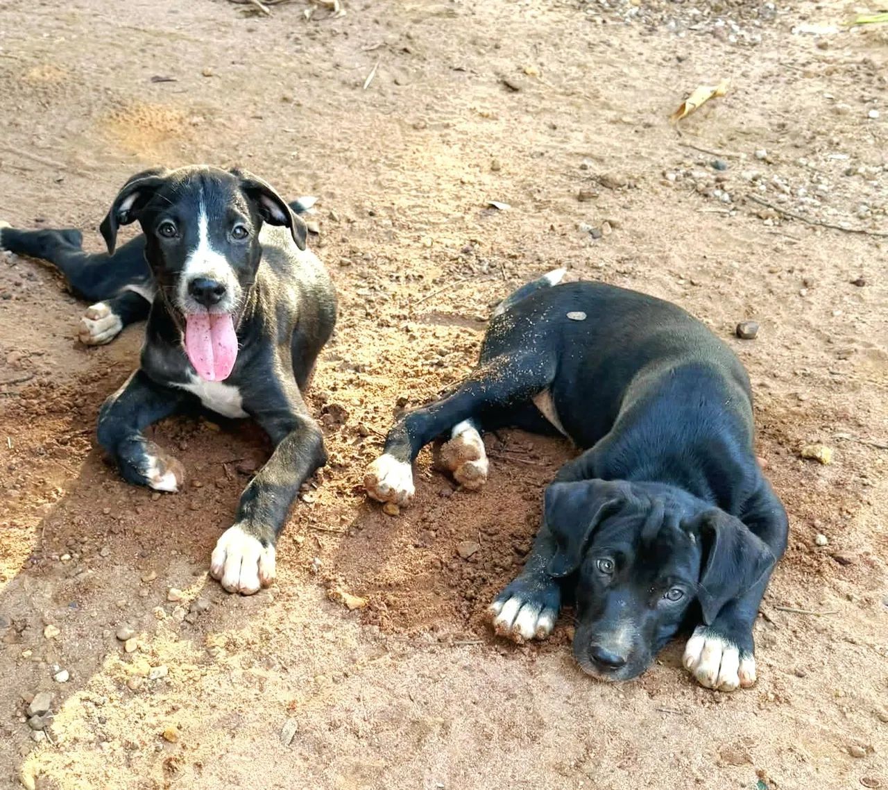 Para adoção responsável.  - Foto 2