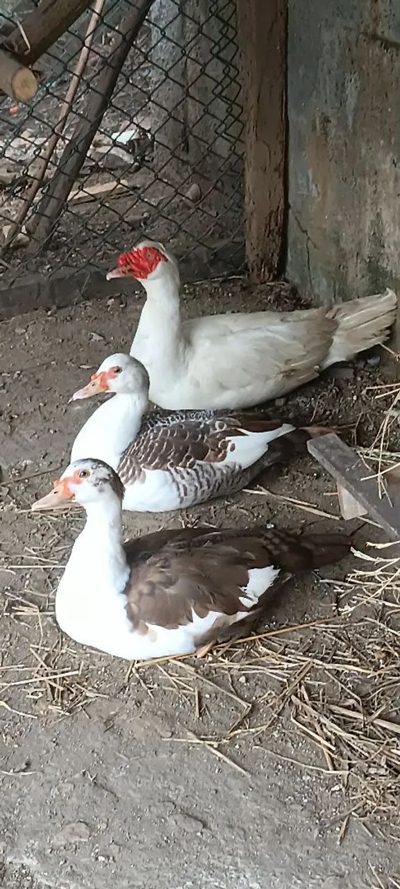 Patos Trio - Foto 2