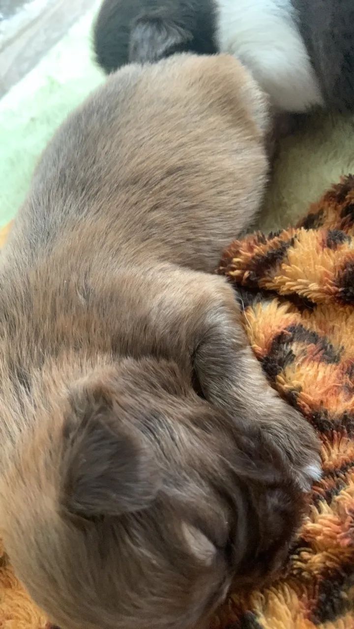 Cachorrinho shitzu  - Foto 3