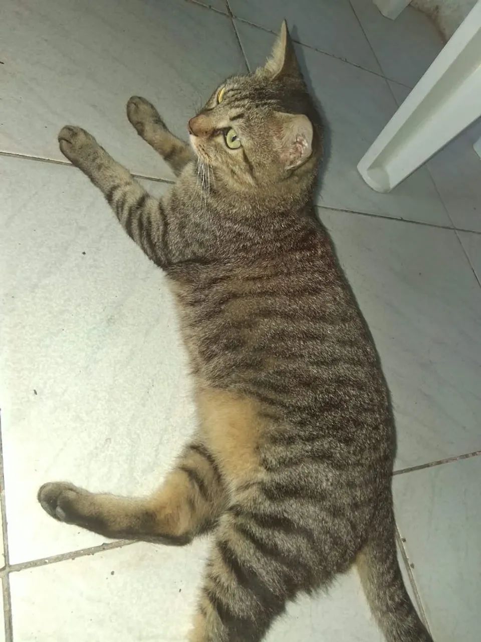Gata