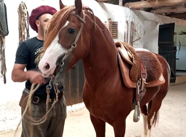 Cavalo Crioulo Registrado ABCCC - Ponteiro da Baraúna (Linhagem Hornero e Guindo) - Foto 4