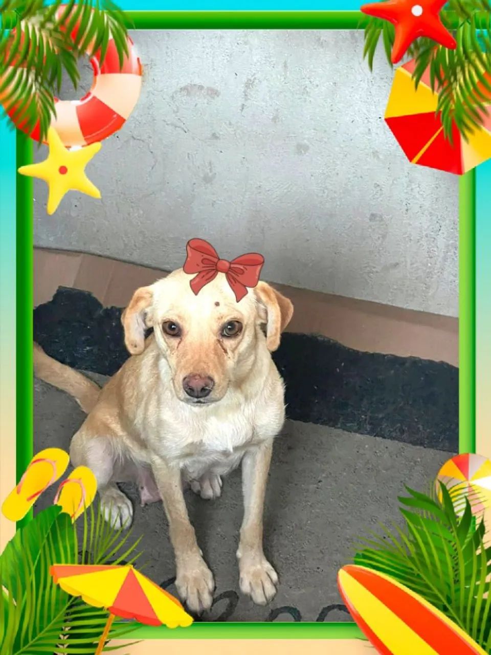 Doação de labradora  - Foto 5