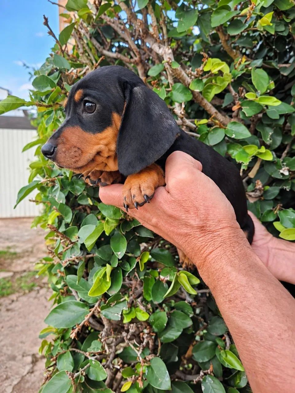 Dachshund filhotes - Foto 3
