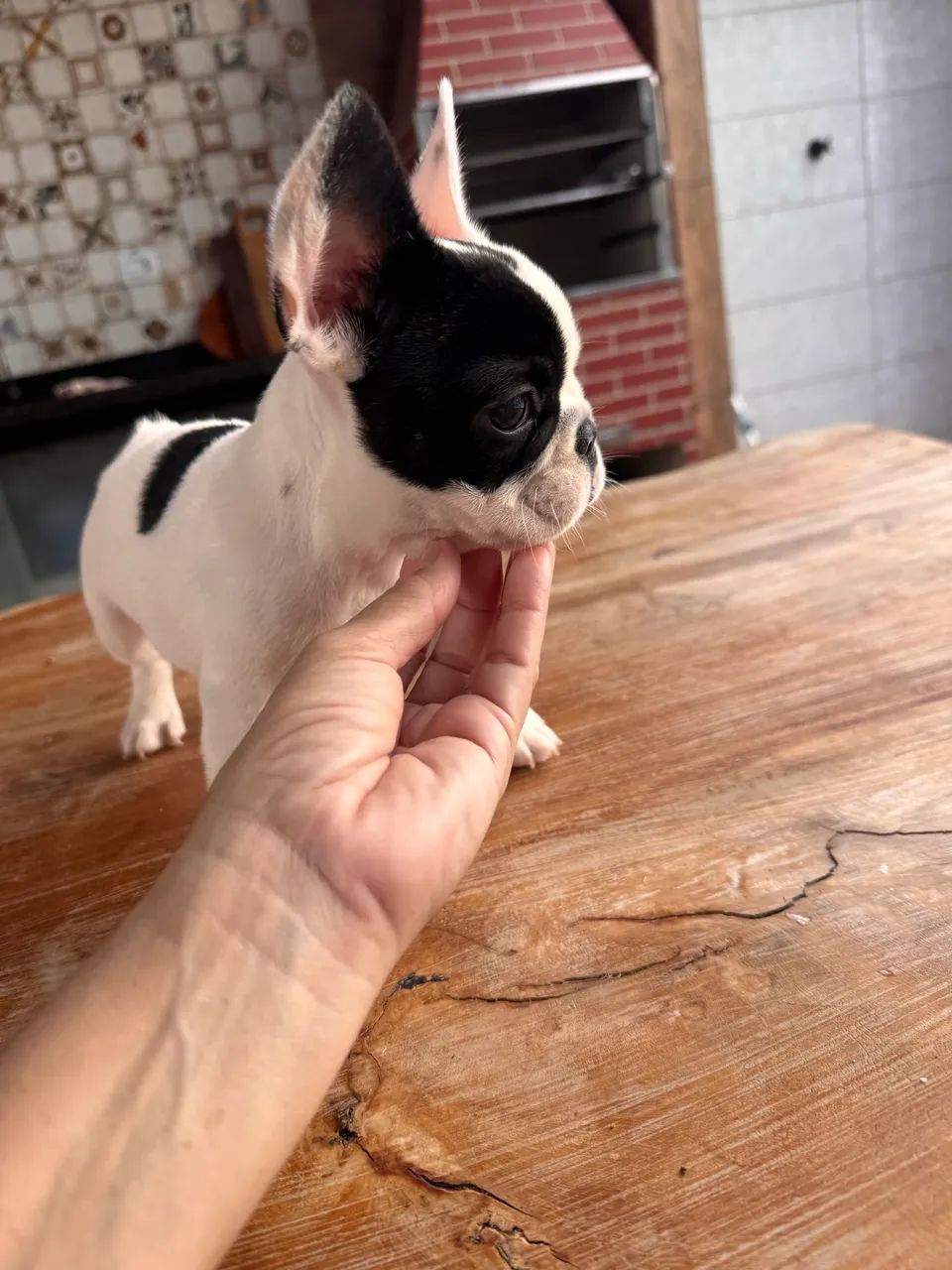 Buldogue Francês macho