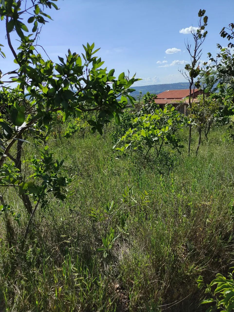 Oportunidade lote grande - Foto 3