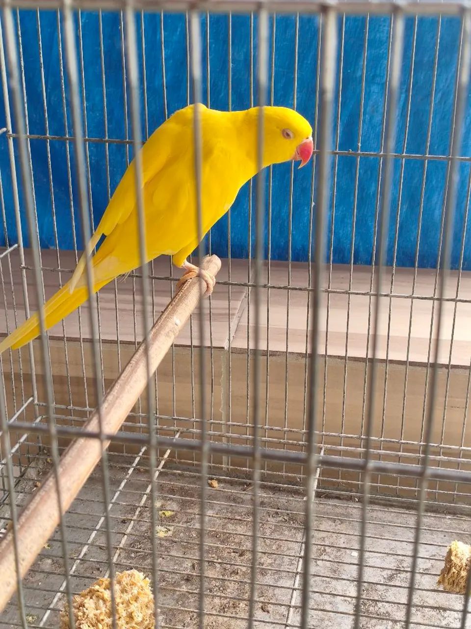 Gaiola