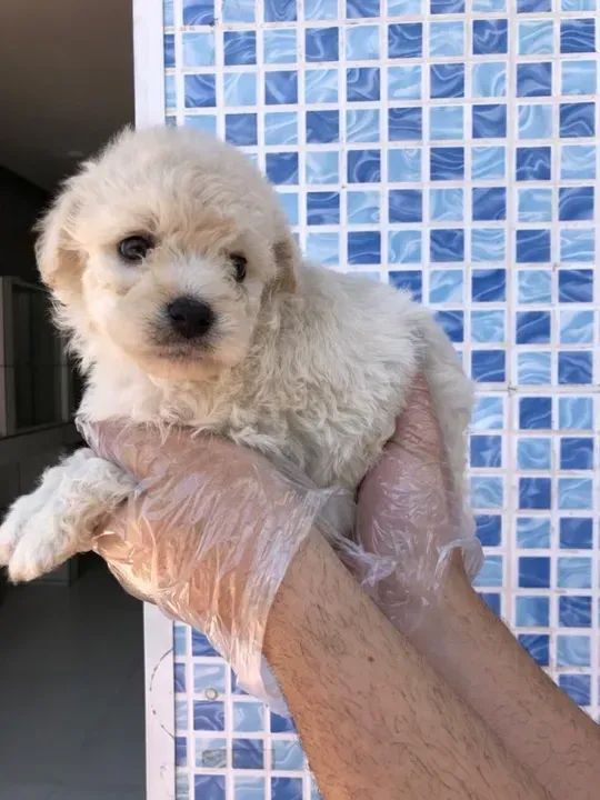 LINDOS FILHOTES PELUDOS 