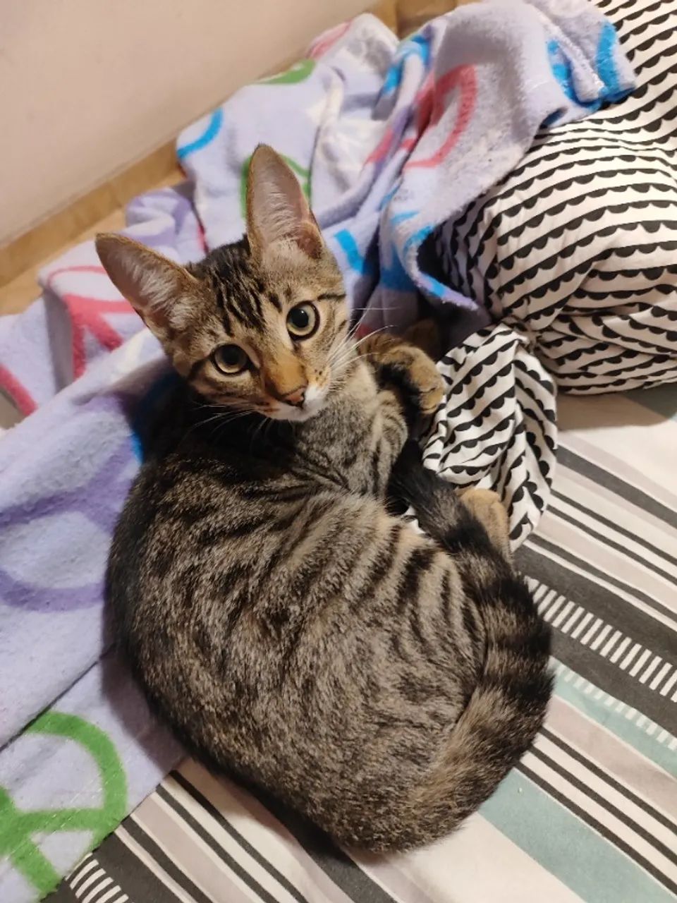 Doação consciente Gata - Foto 2