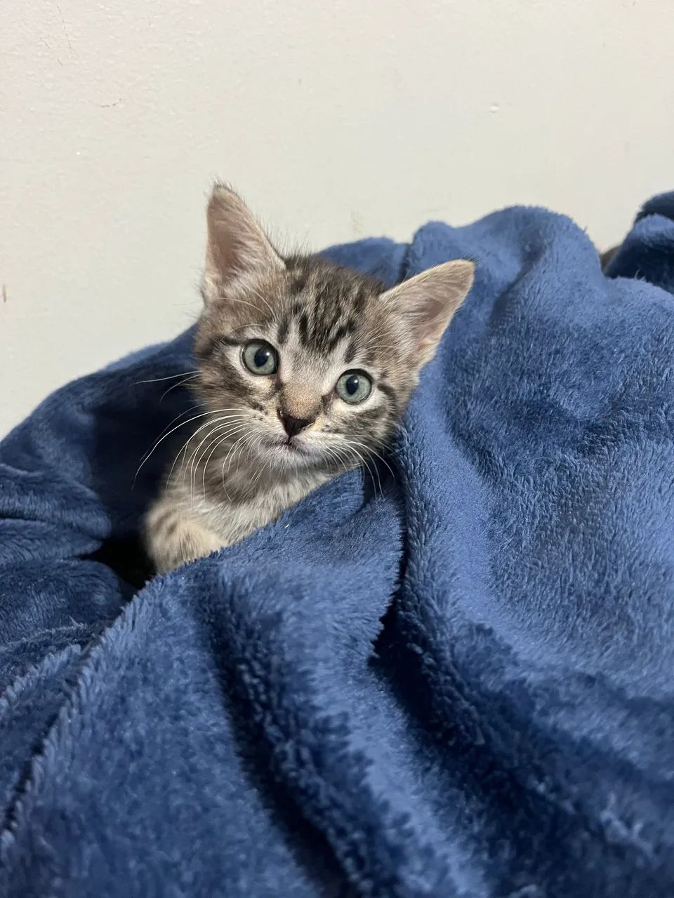 Doação responsável - Foto 2