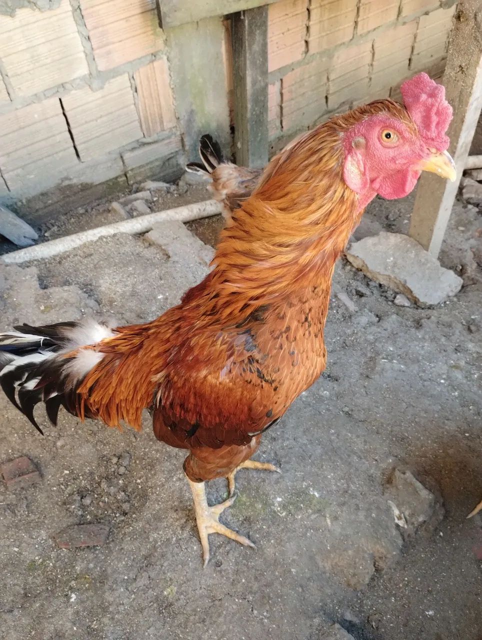 Vendo dois galos e um casal de pato  - Foto 6