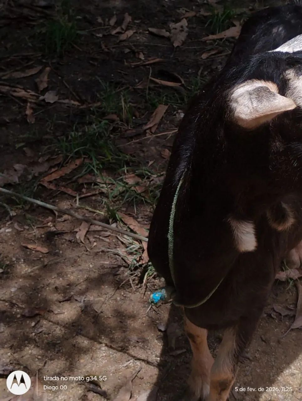 Cabra & Cabrito  - Foto 5