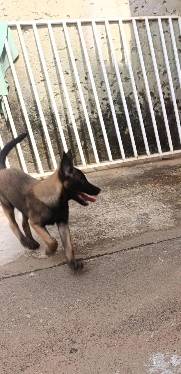 Pastor belga malinoar filhote - Foto 4