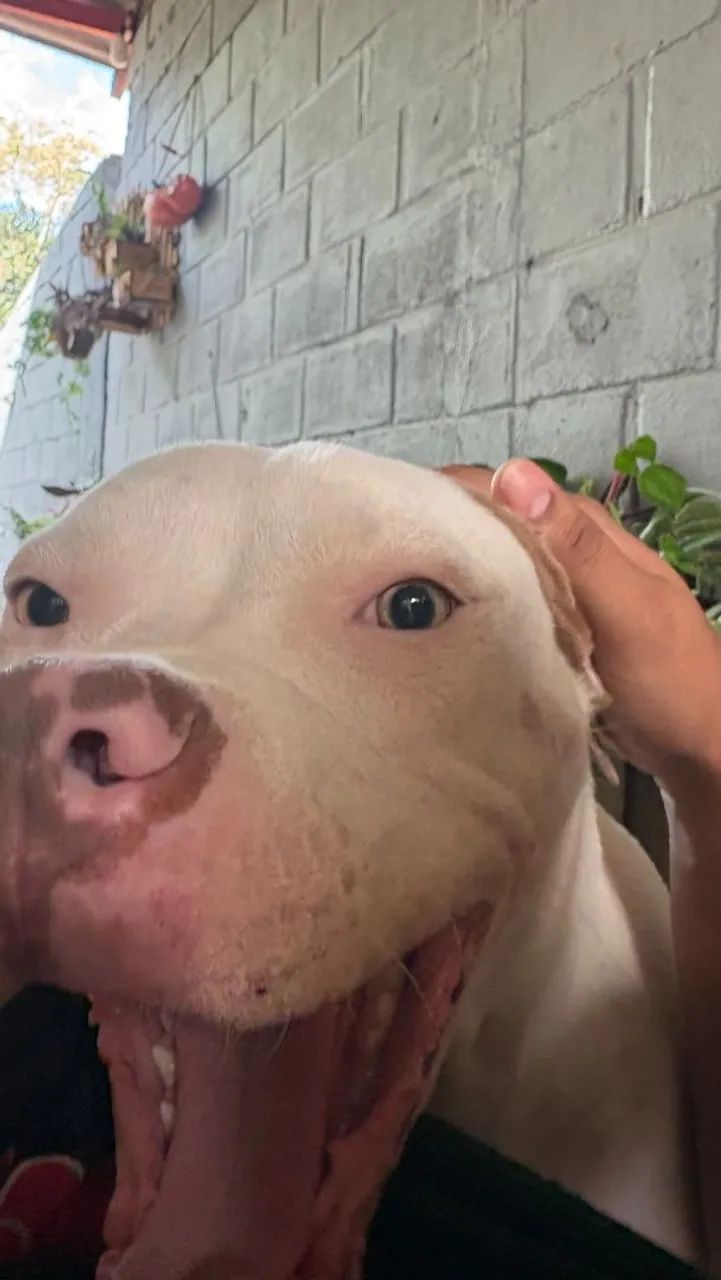 DOA- SE AMERICAN BULLY  - Foto 2