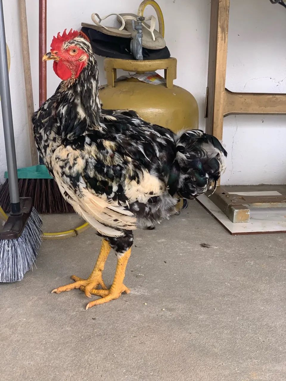 Frango GSB (4meses)