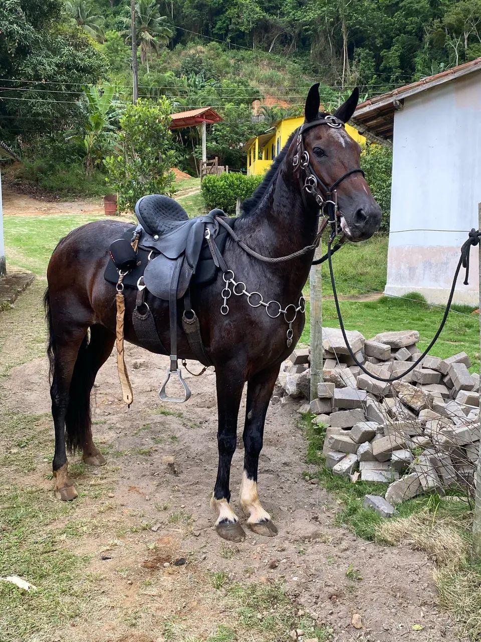 Égua  - Foto 3