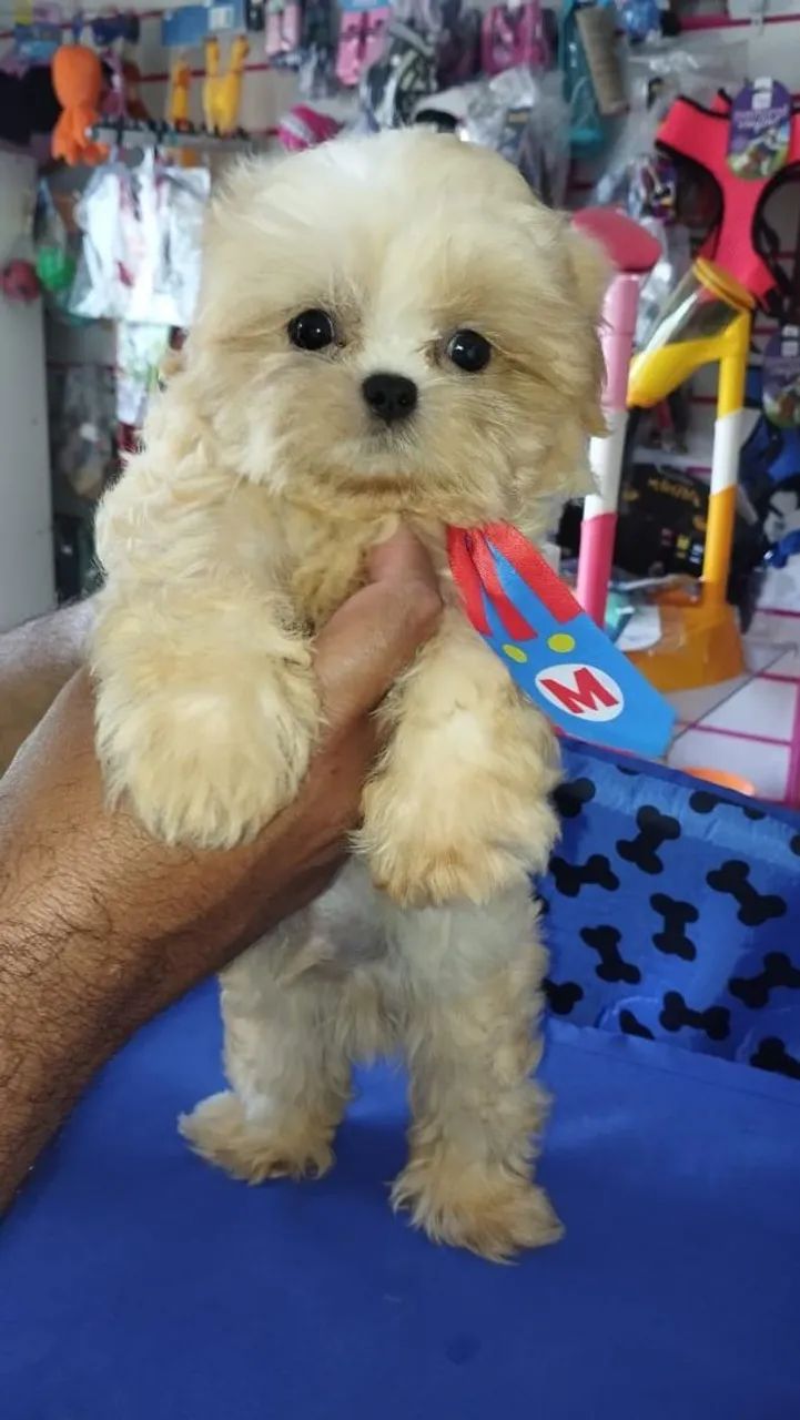 Shitzu macho mini - Foto 2
