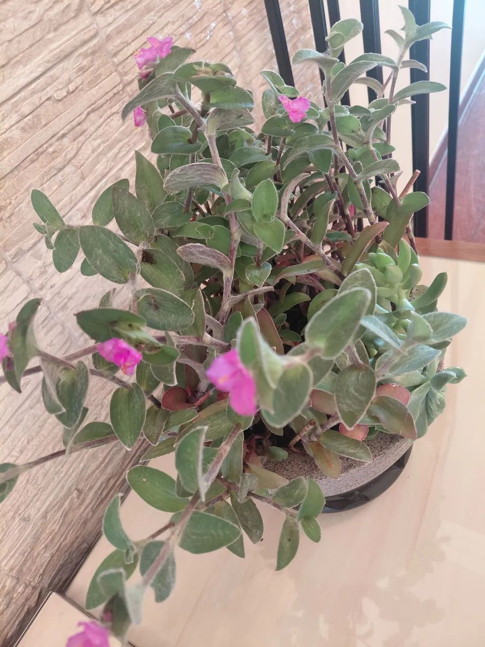 Suculentas  - Foto 2