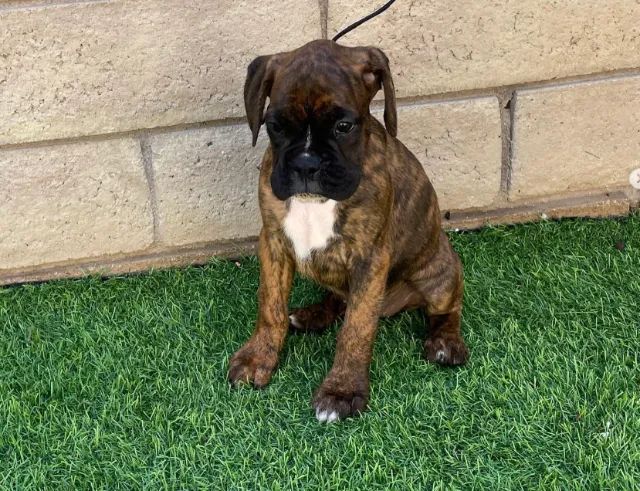 Boxer,Boxer Filhote Muito Amoroso e Dócil