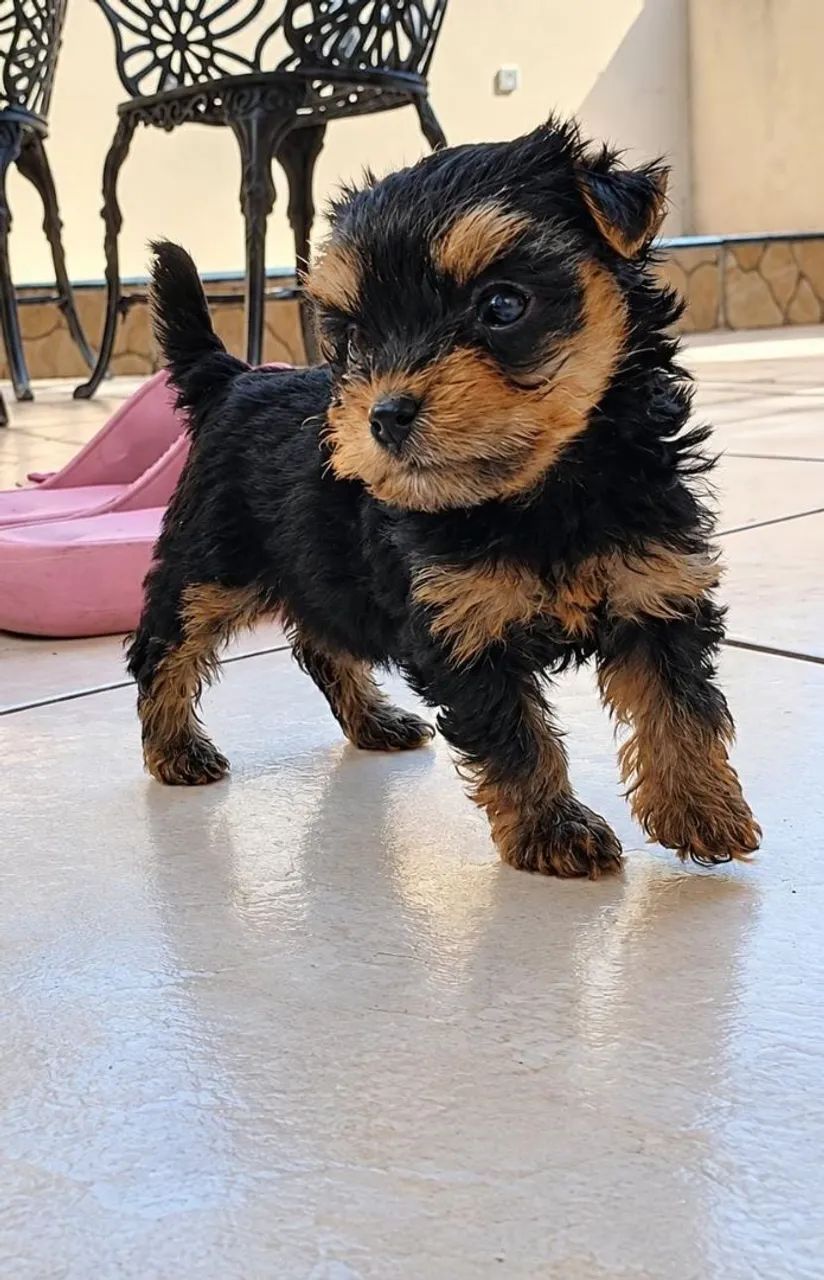 YORKSHIRE TERRIER  - Foto 2