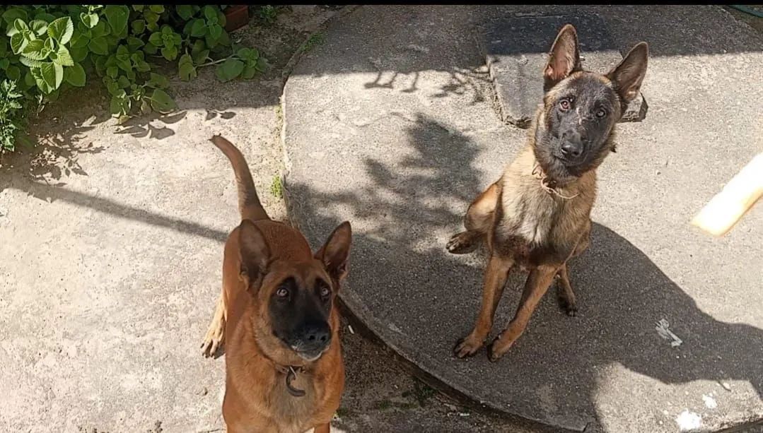 Pastor Belga Malinoar  - Foto 4