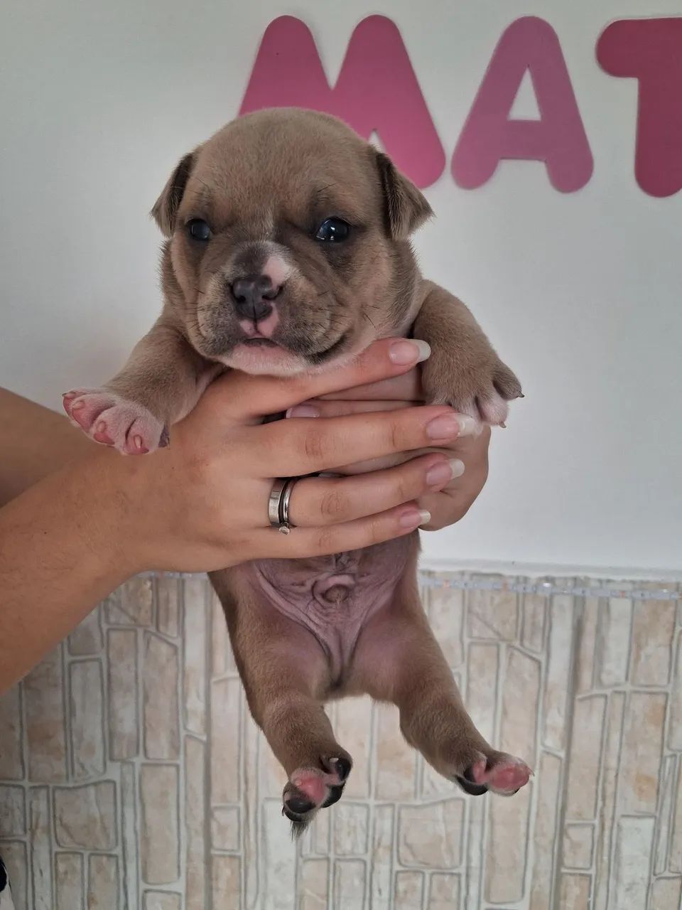 American Bully  - Foto 2