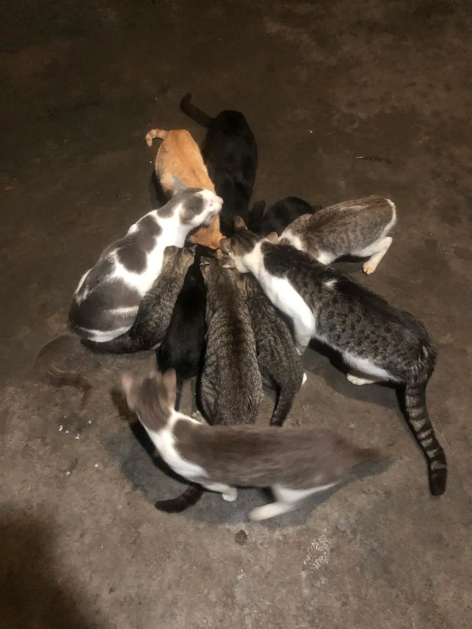 Doa se gatos - Foto 3