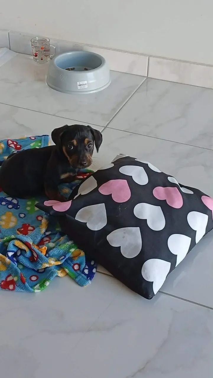 Venda e troca  - Foto 2