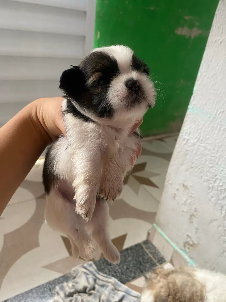 Somente 3 Filhotes de shih tzu! - Foto 4