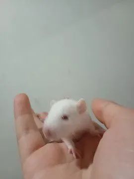 Twister para revenda os 5 a 75