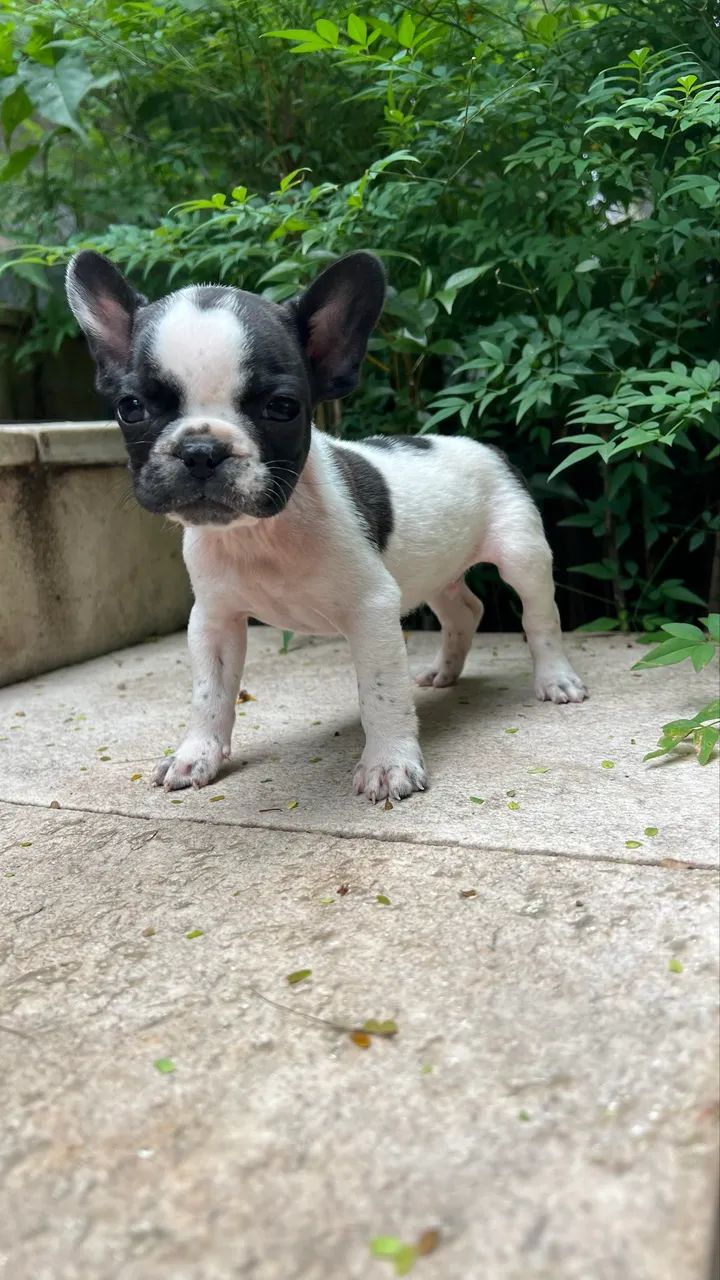 Buldogue francês   - Foto 4