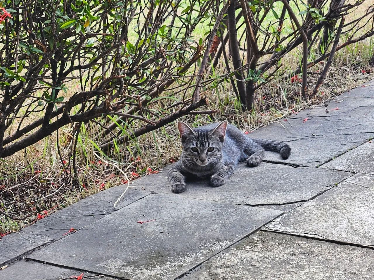 Gatinhas para adoção 
