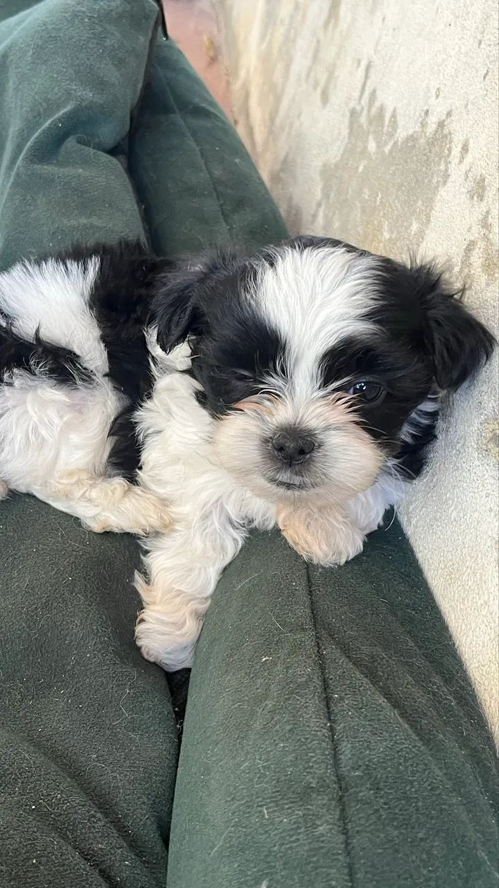 Filhotes de lhasa apso  - Foto 2
