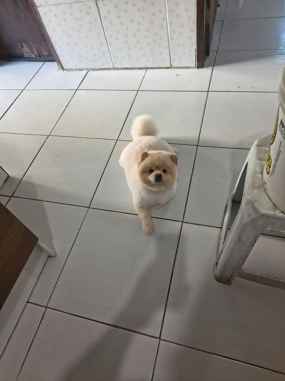 Lulu da palmeranea 