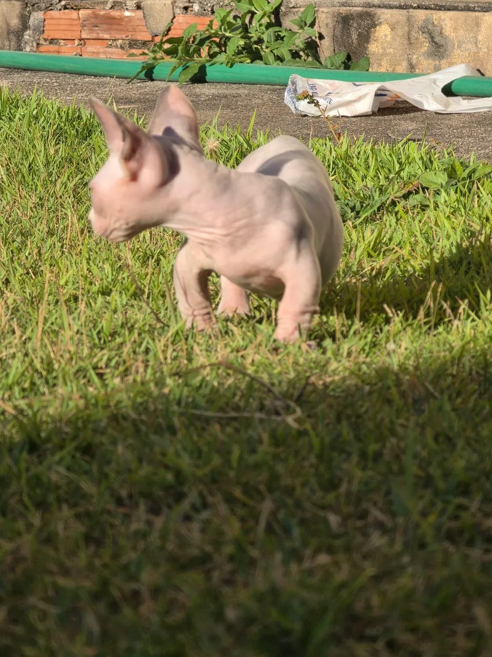 Sphynx bambino  - Foto 2