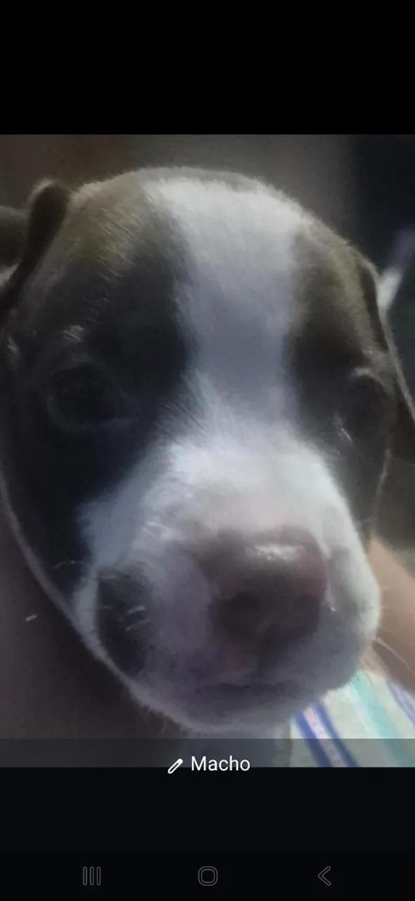 Filhotes de pit bul - Foto 2
