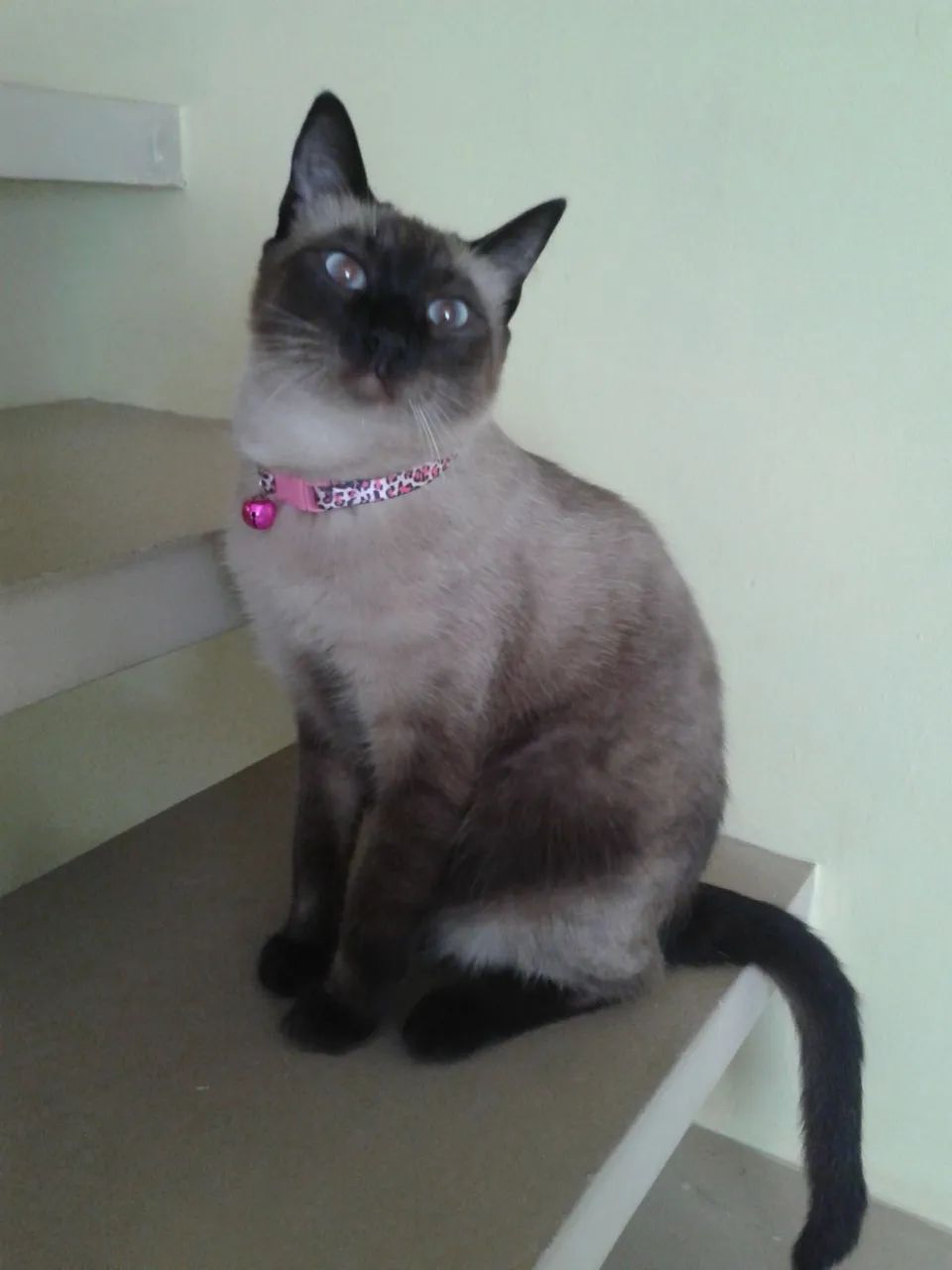 Doa se cachorro e gato urgente  - Foto 2
