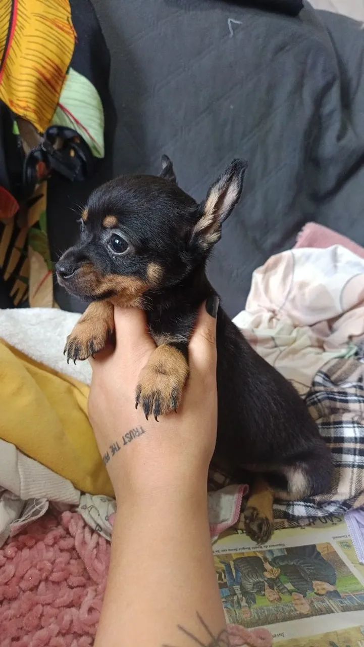 Pinscher fêmea e macho  - Foto 3