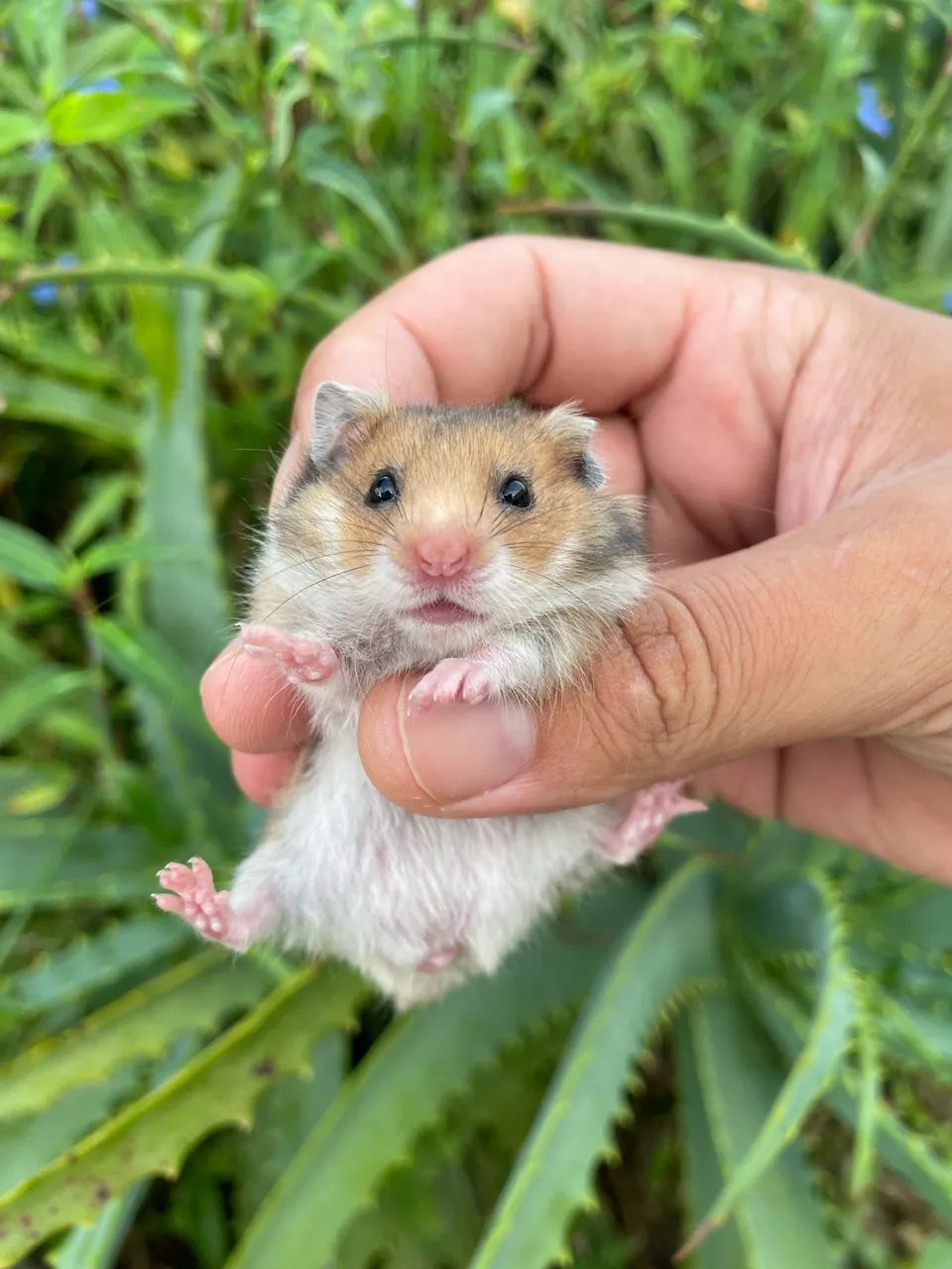 Hamster sírio filhotes