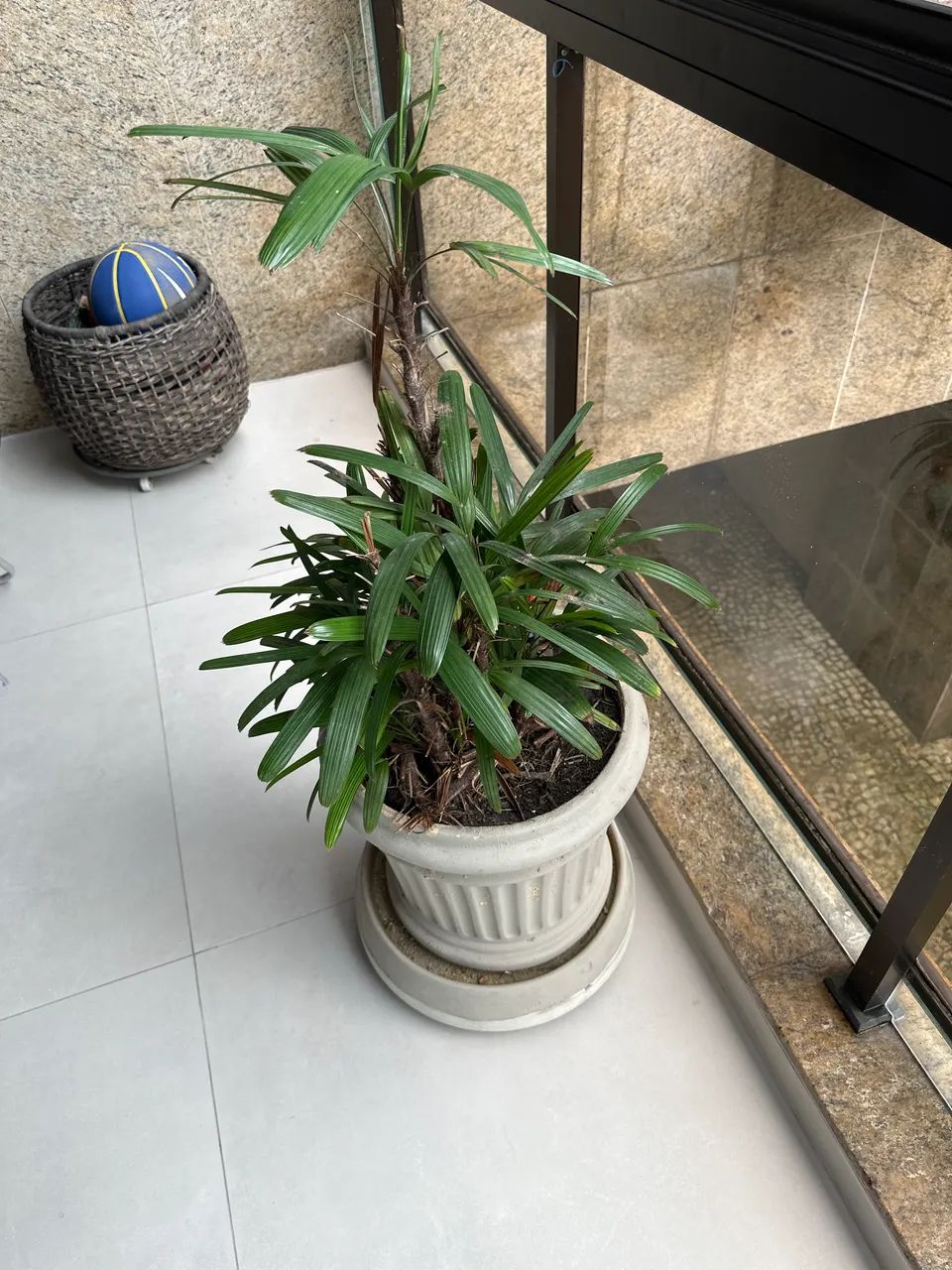 Vaso com prato e planta Rafia - Foto 2