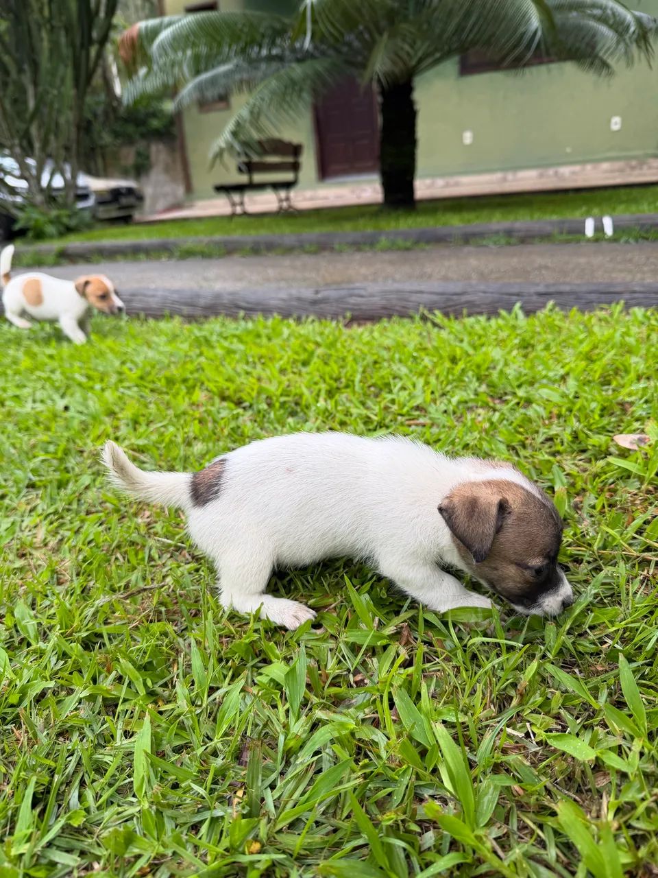  JACK RUSSEL C/ PEDIGREE - Foto 5