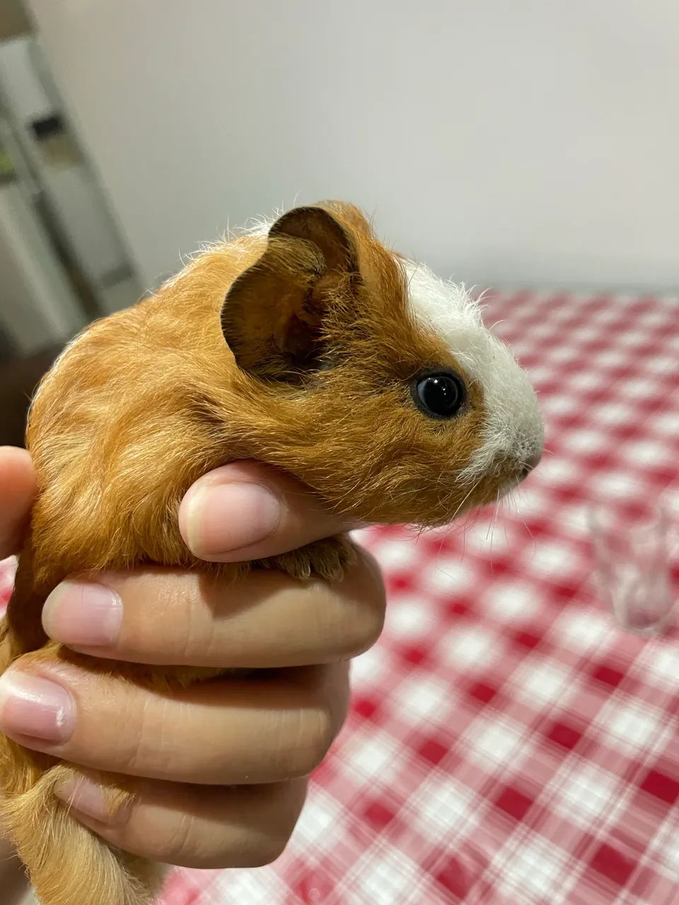 Porquinhos da índia  - Foto 3