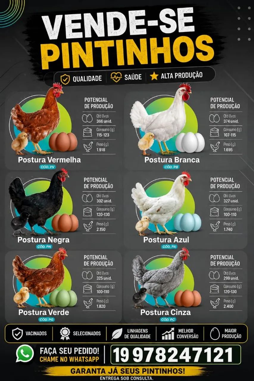 Vende-se pintinhos ovos coloridos 