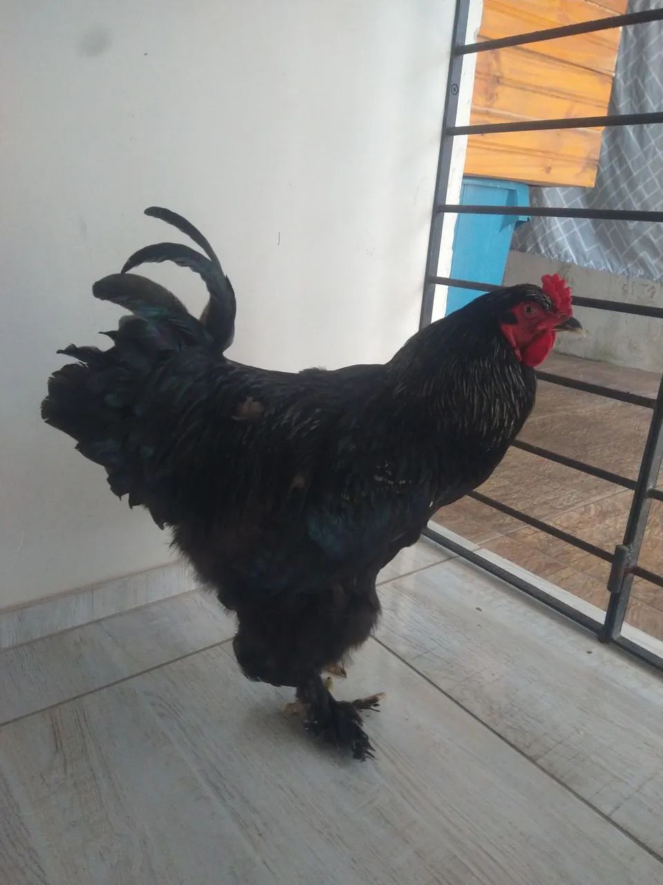 Brahma Black - Foto 2
