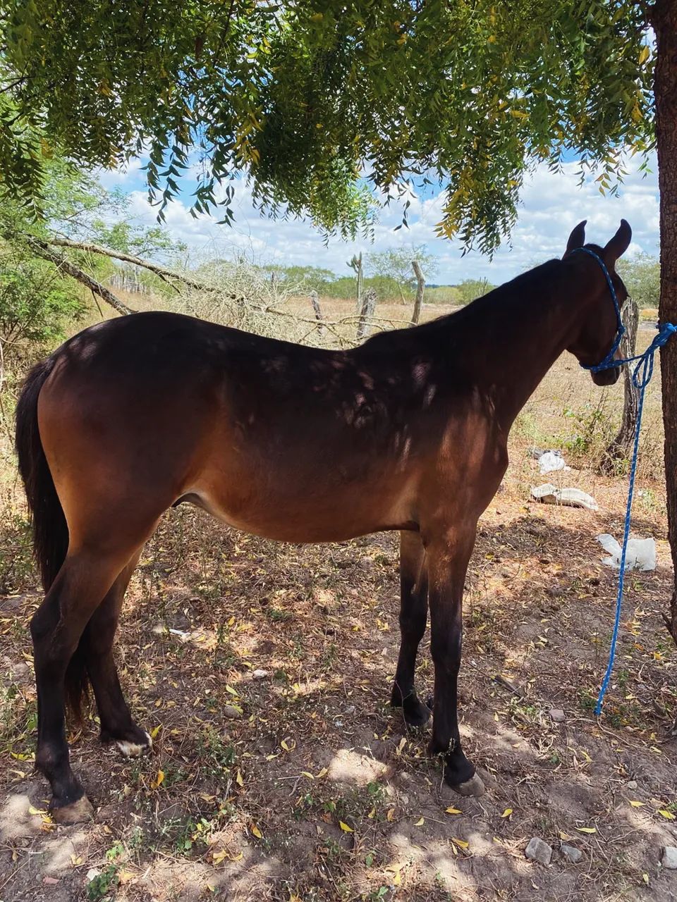 Vendo potro mangalarga marchado registrado marcha picada 