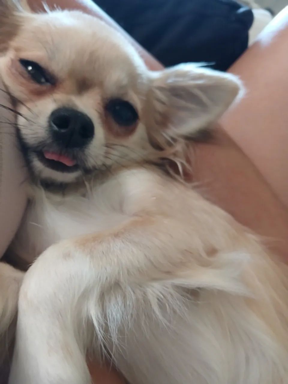 Chiuahua  - Foto 3