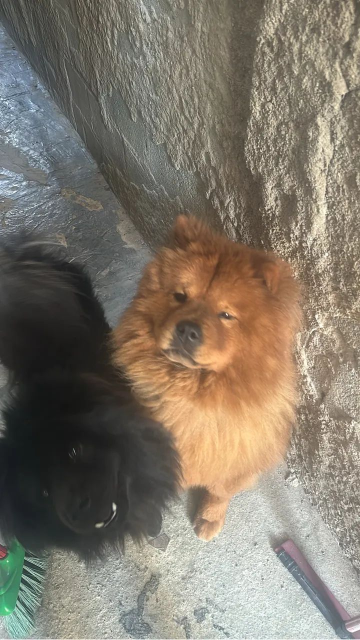Chow chow doação  - Foto 4