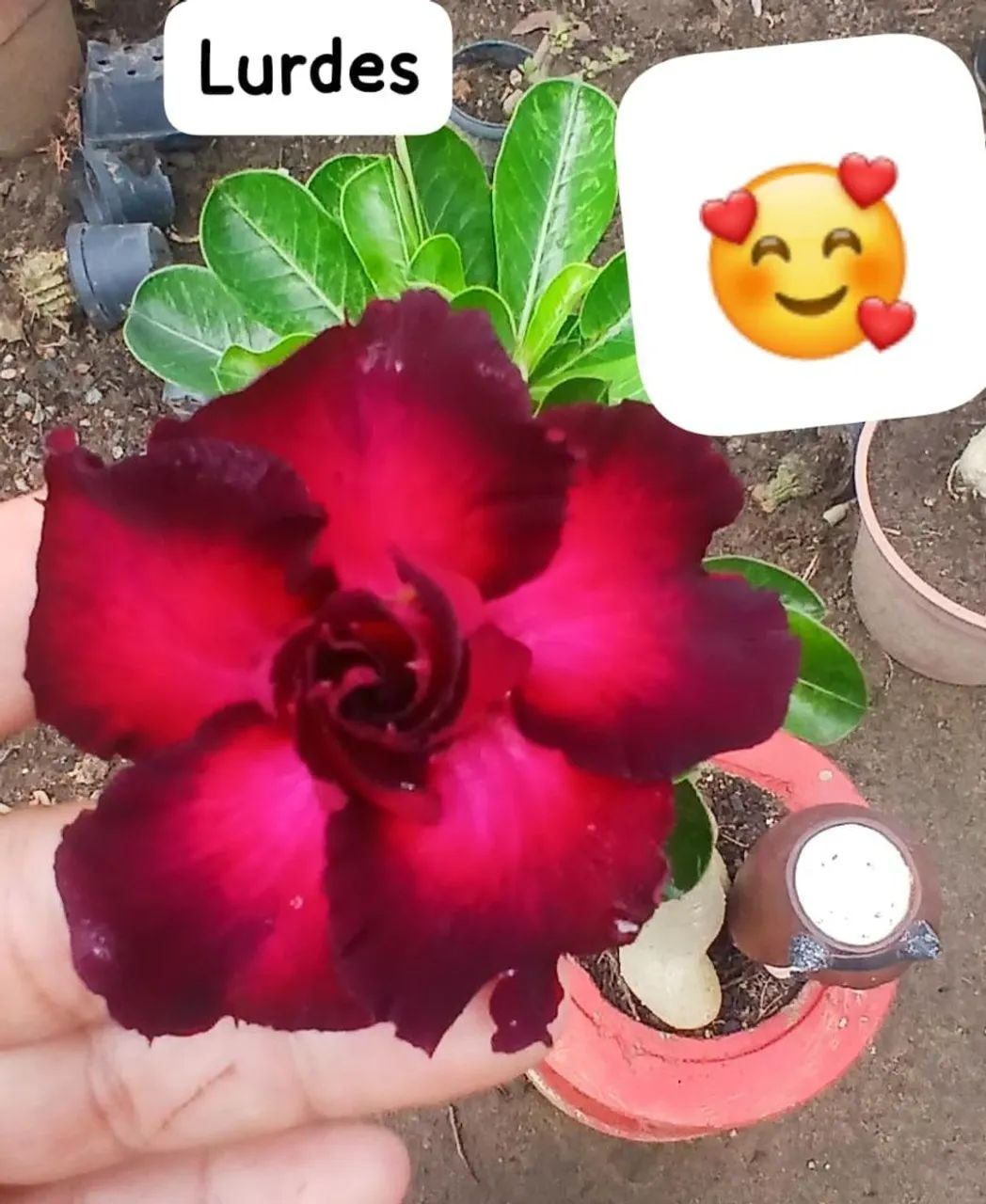 Rosas do deserto  - Foto 5