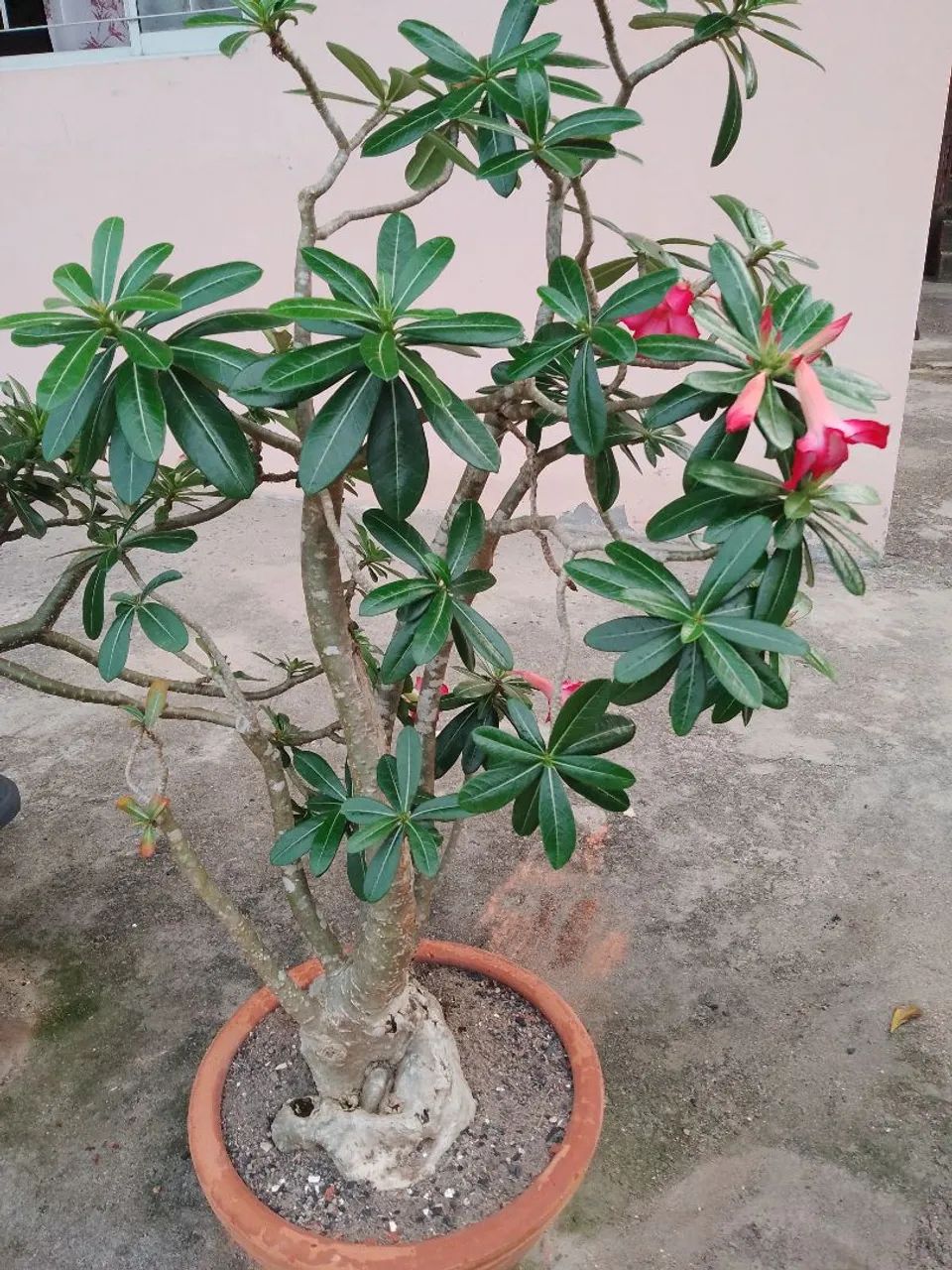 Rosas do Deserto  - Foto 2