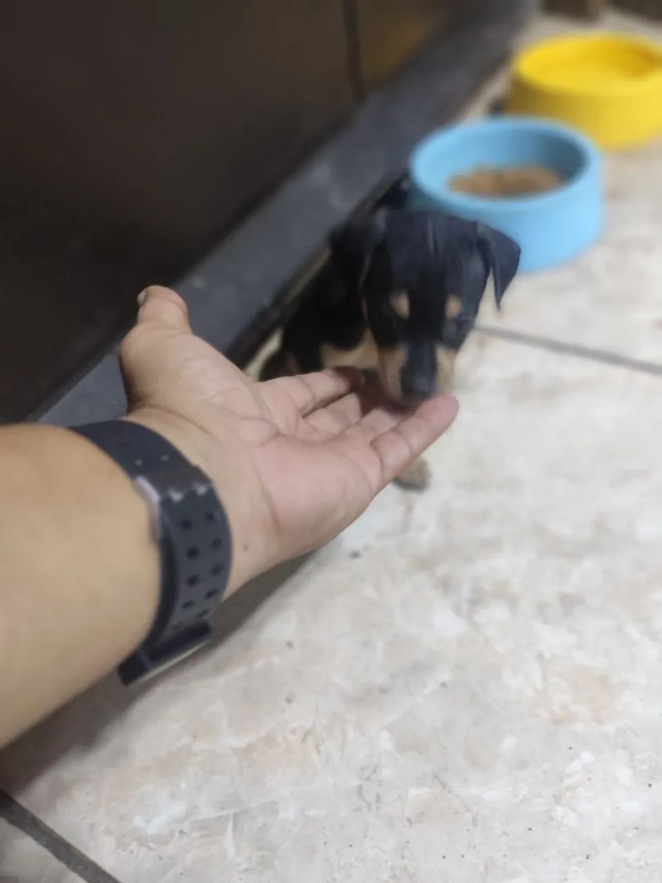 PINSCHER FÊMEA  - Foto 2