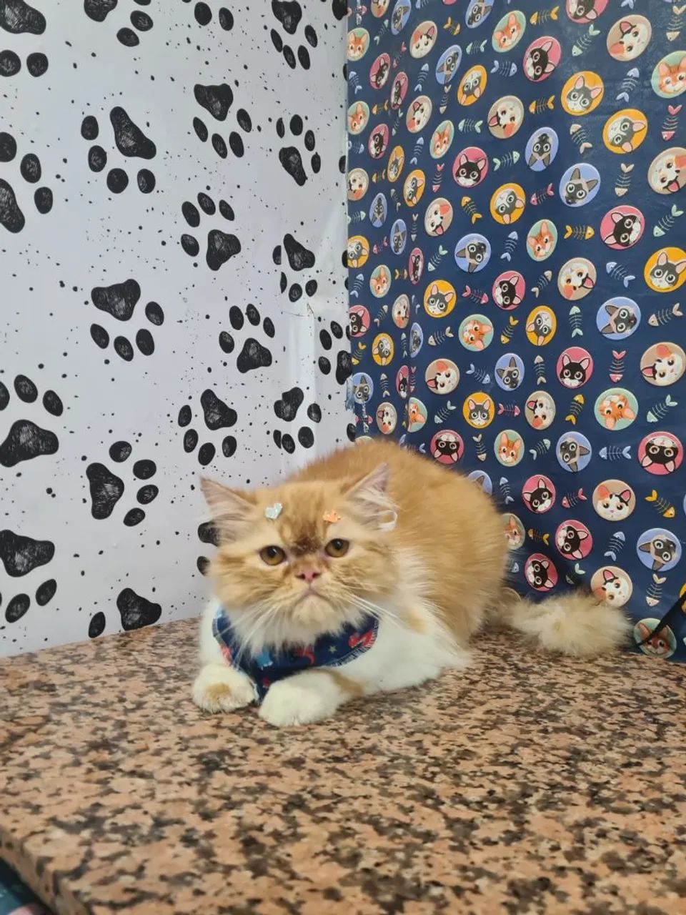 Gato persa macho  - Foto 3